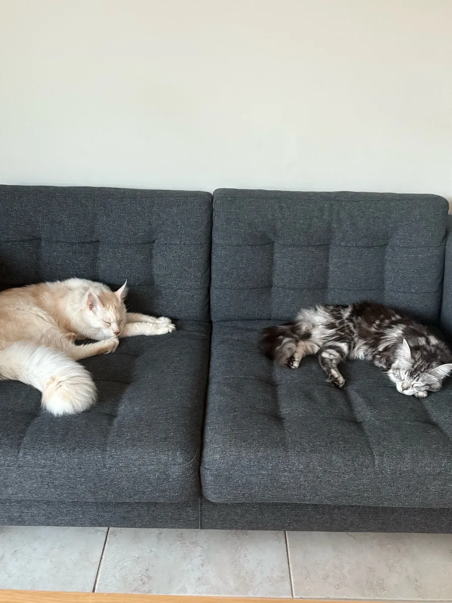 Maine coons - Image 3