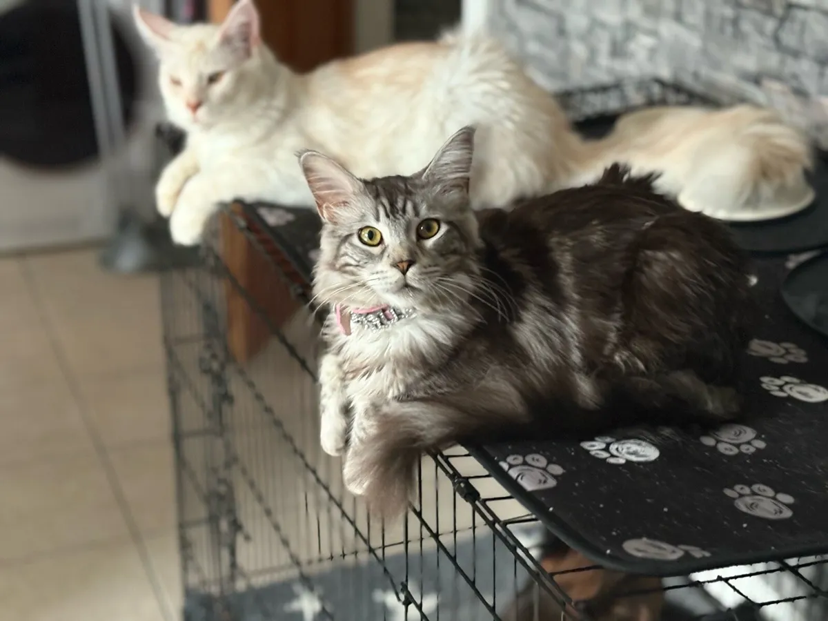 Maine coons - Image 4