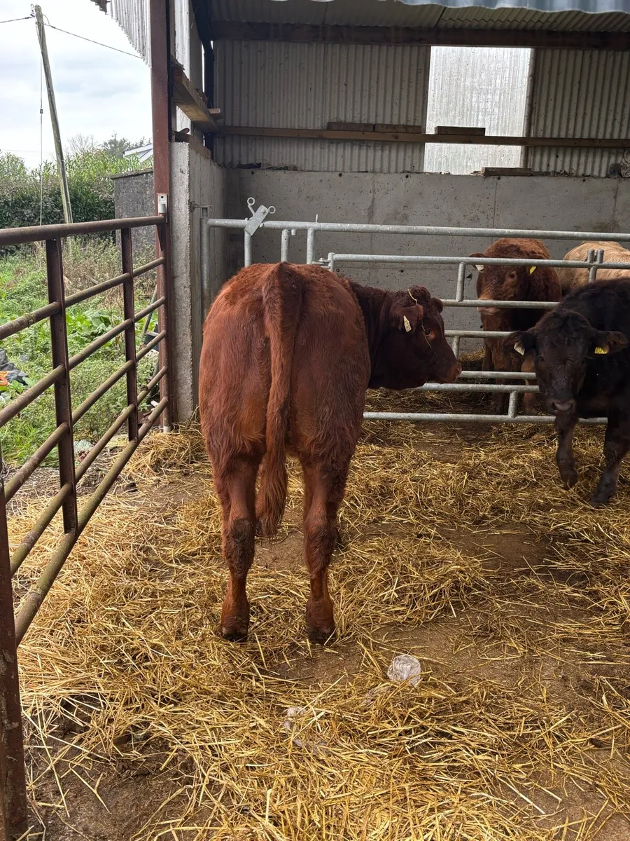 Organic heifers - Image 3