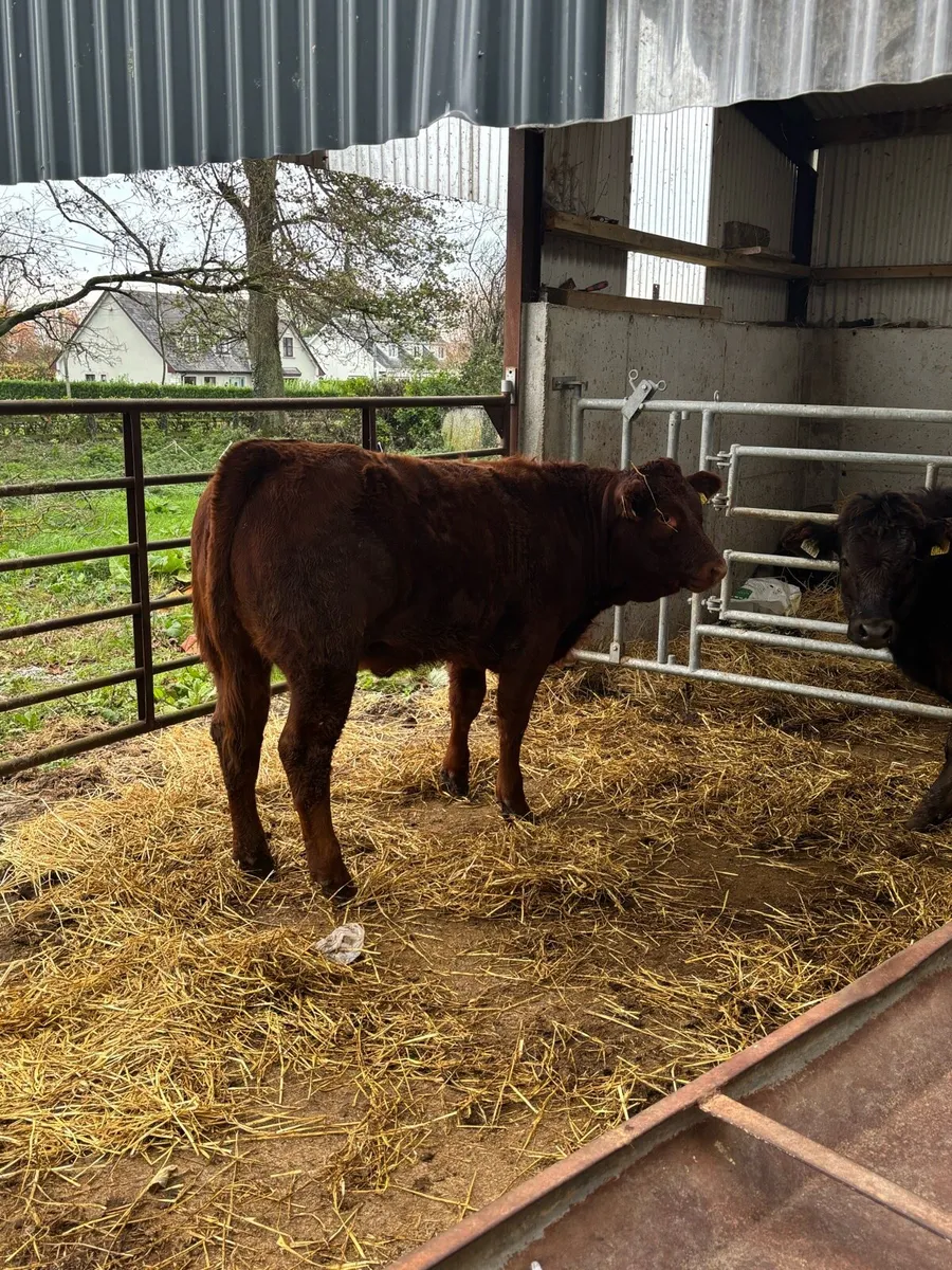 Organic heifers - Image 4