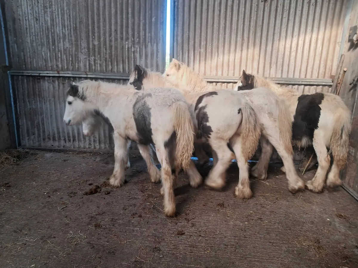 Colt foals - Image 4
