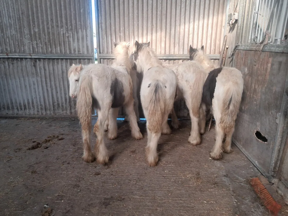Colt foals - Image 1