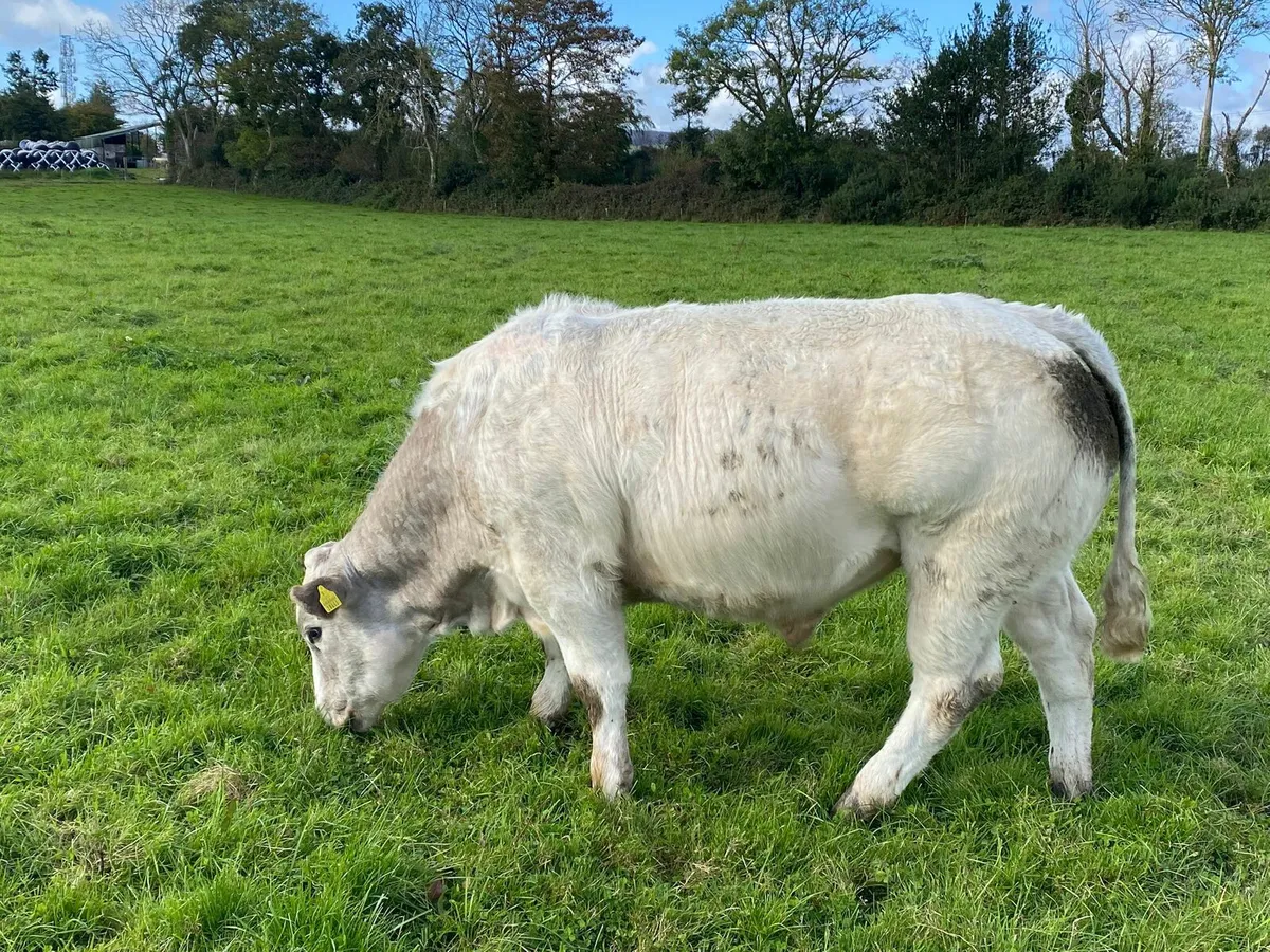 Charity sale Macroom Mart 25th October - Image 3