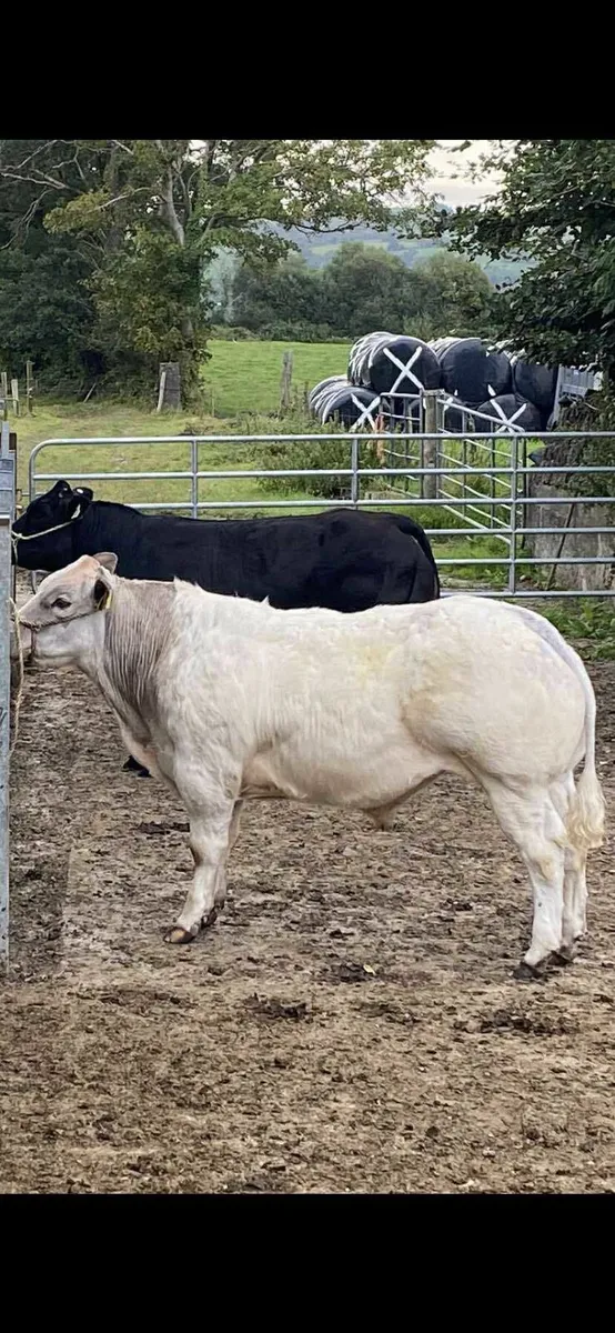 Charity sale Macroom Mart 25th October - Image 4