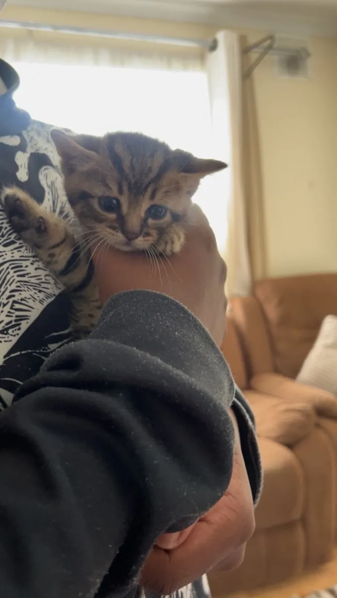 Kittens - Image 1