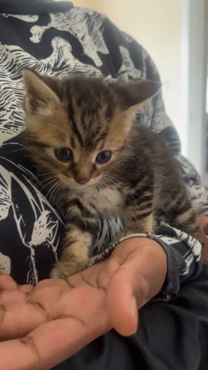 Kittens - Image 2