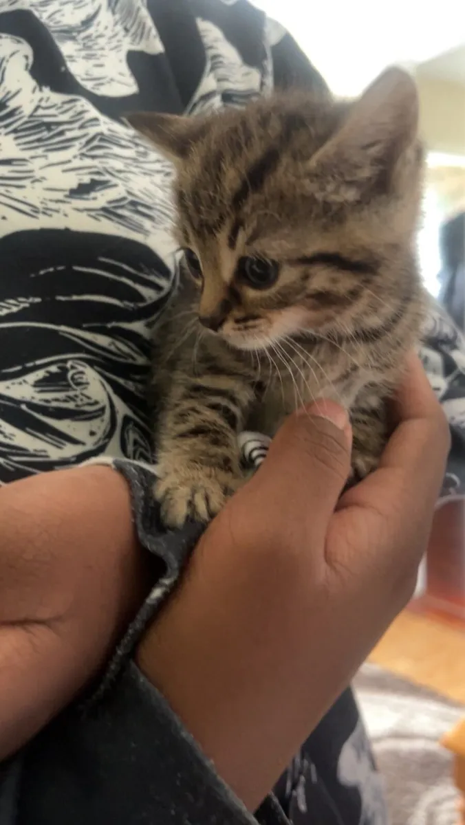Kittens - Image 3