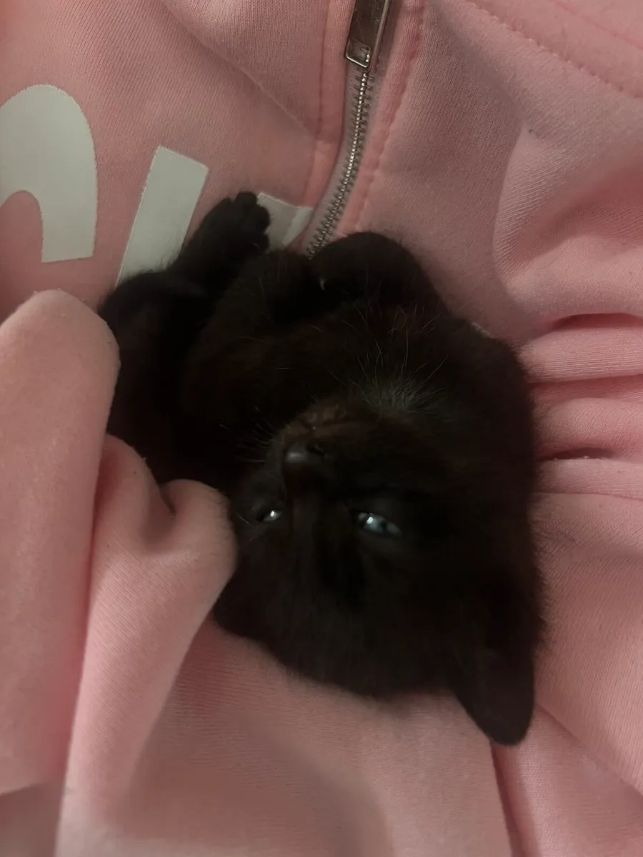 Kittens - Image 4