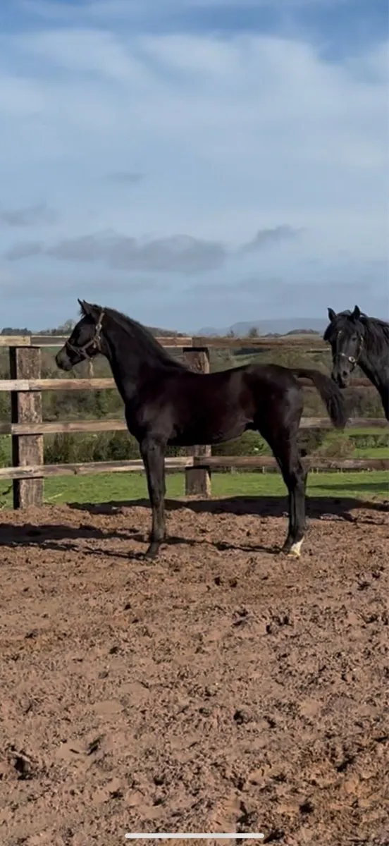 ⭐️ Quality Colt foal ⭐️ - Image 1