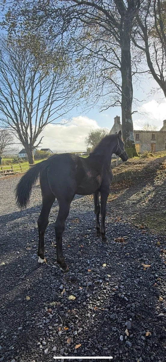 ⭐️ Quality Colt foal ⭐️ - Image 2