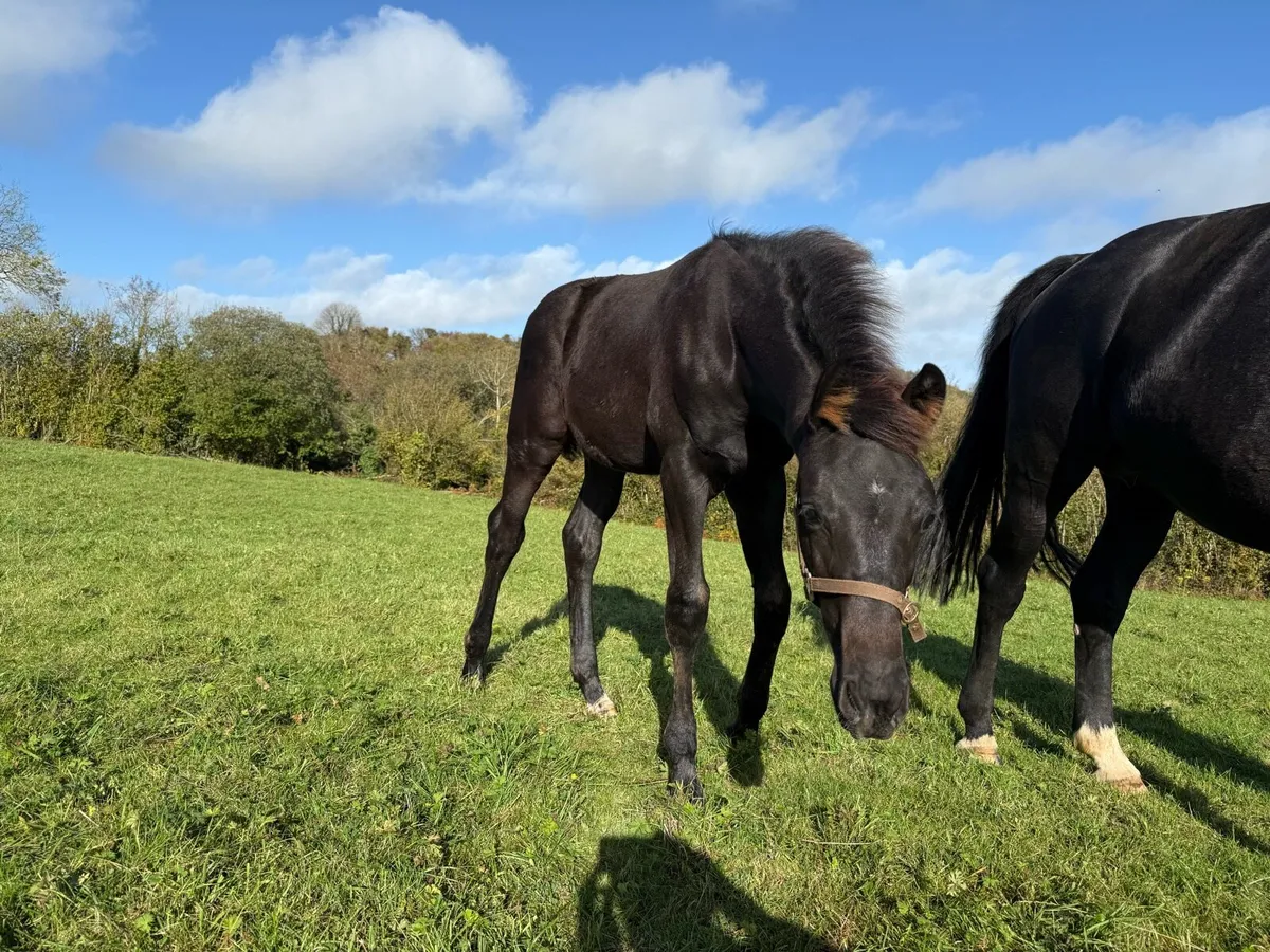 ⭐️ Quality Colt foal ⭐️ - Image 3