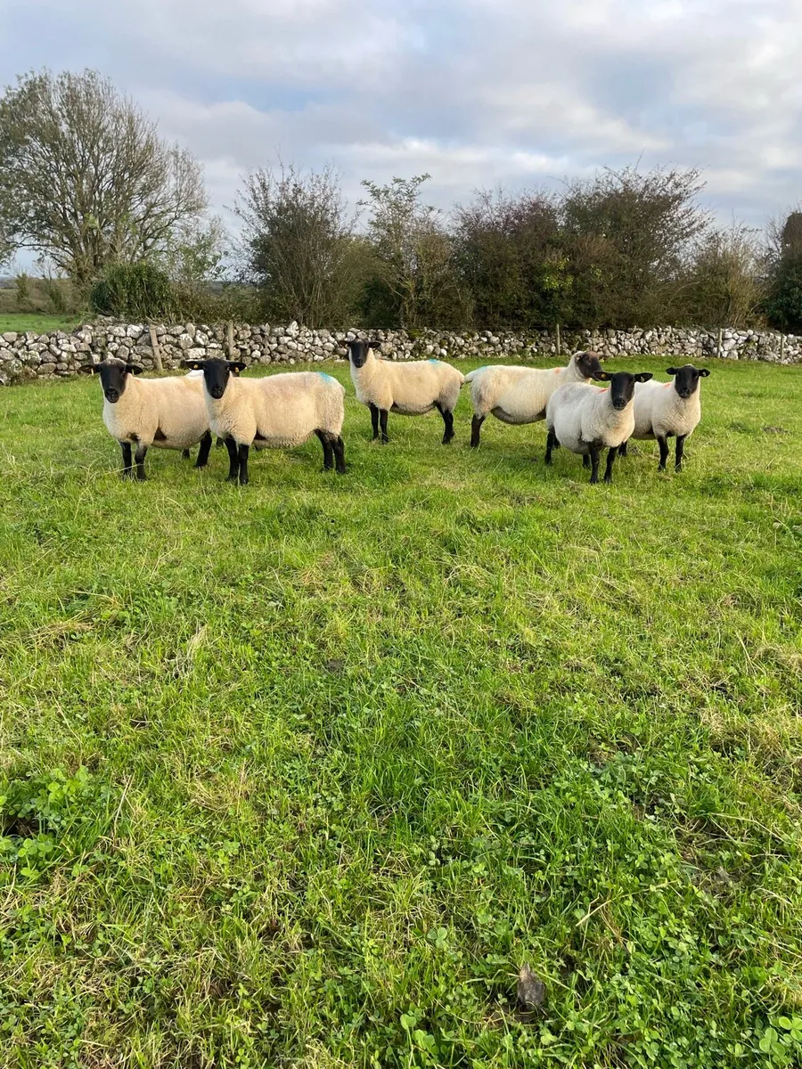 10 Suffolk breeding ewes - Image 1