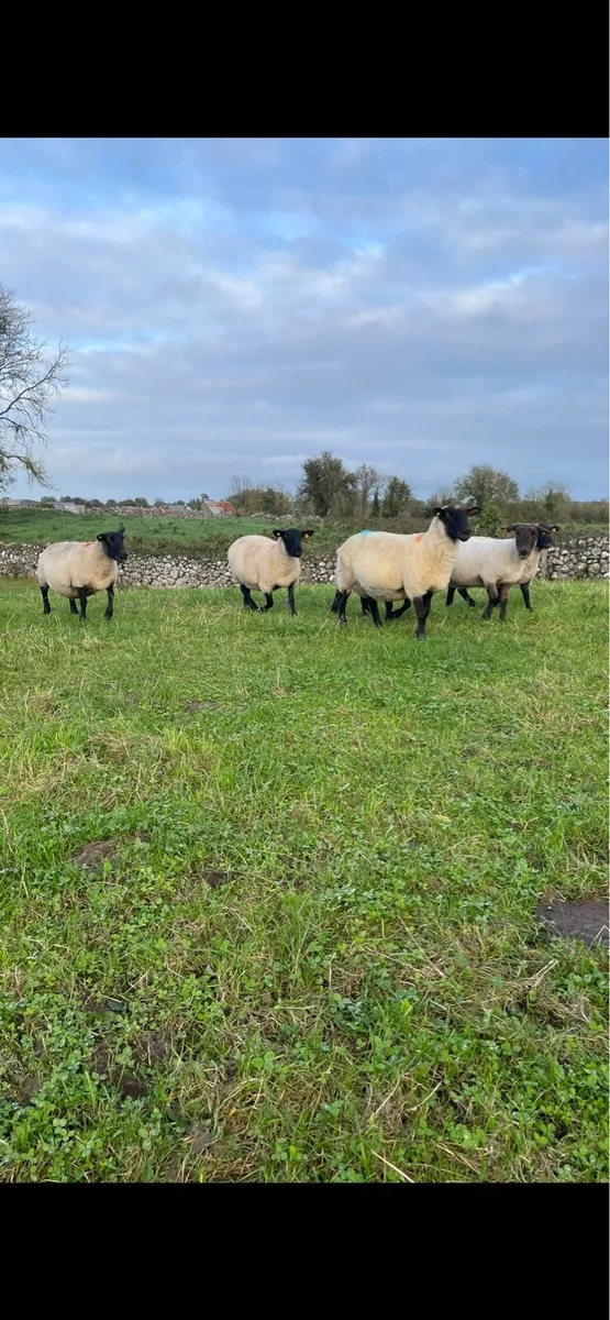10 Suffolk breeding ewes - Image 2