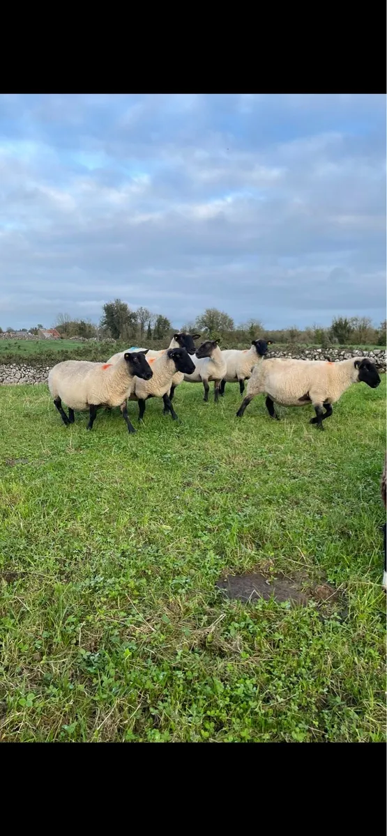 10 Suffolk breeding ewes - Image 3