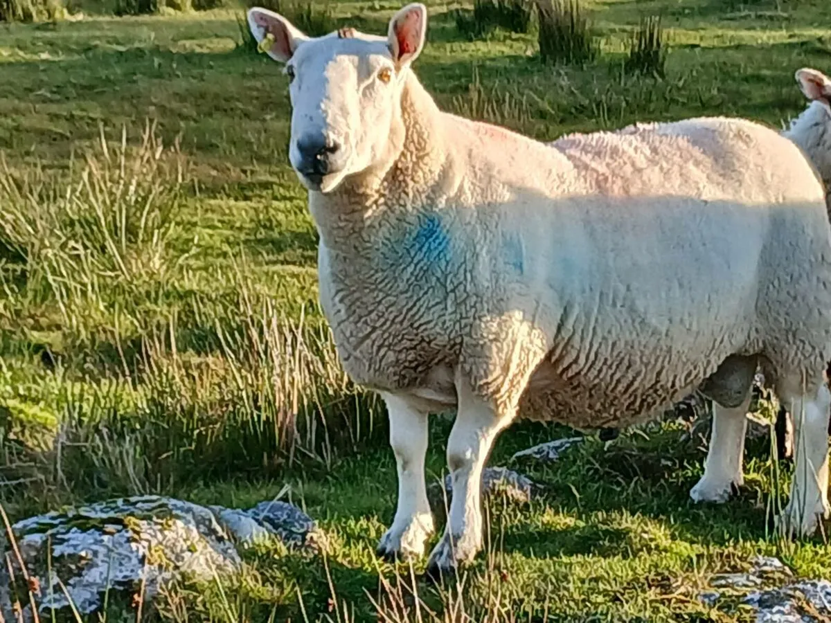 Ram - Image 1