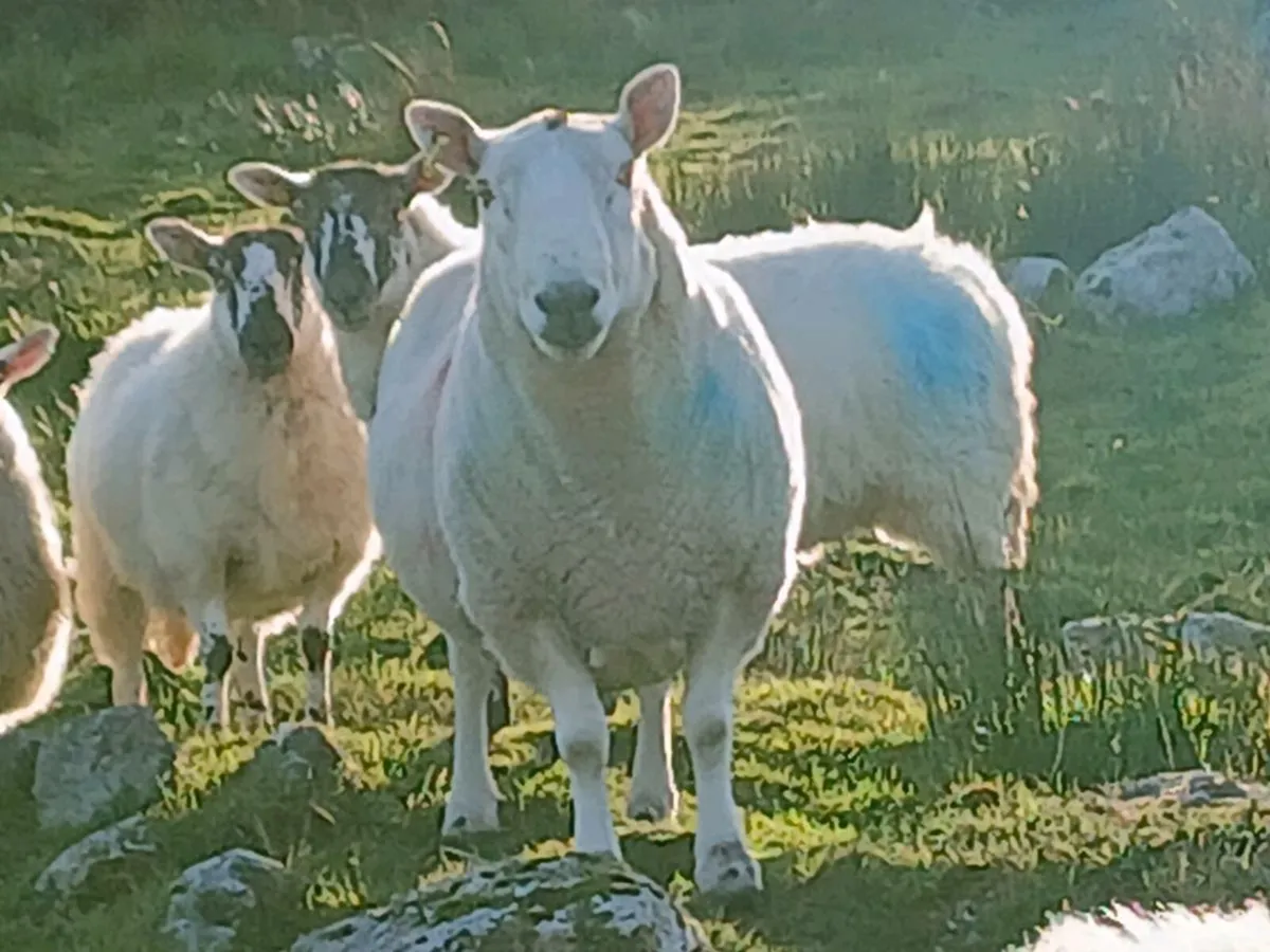 Ram - Image 2