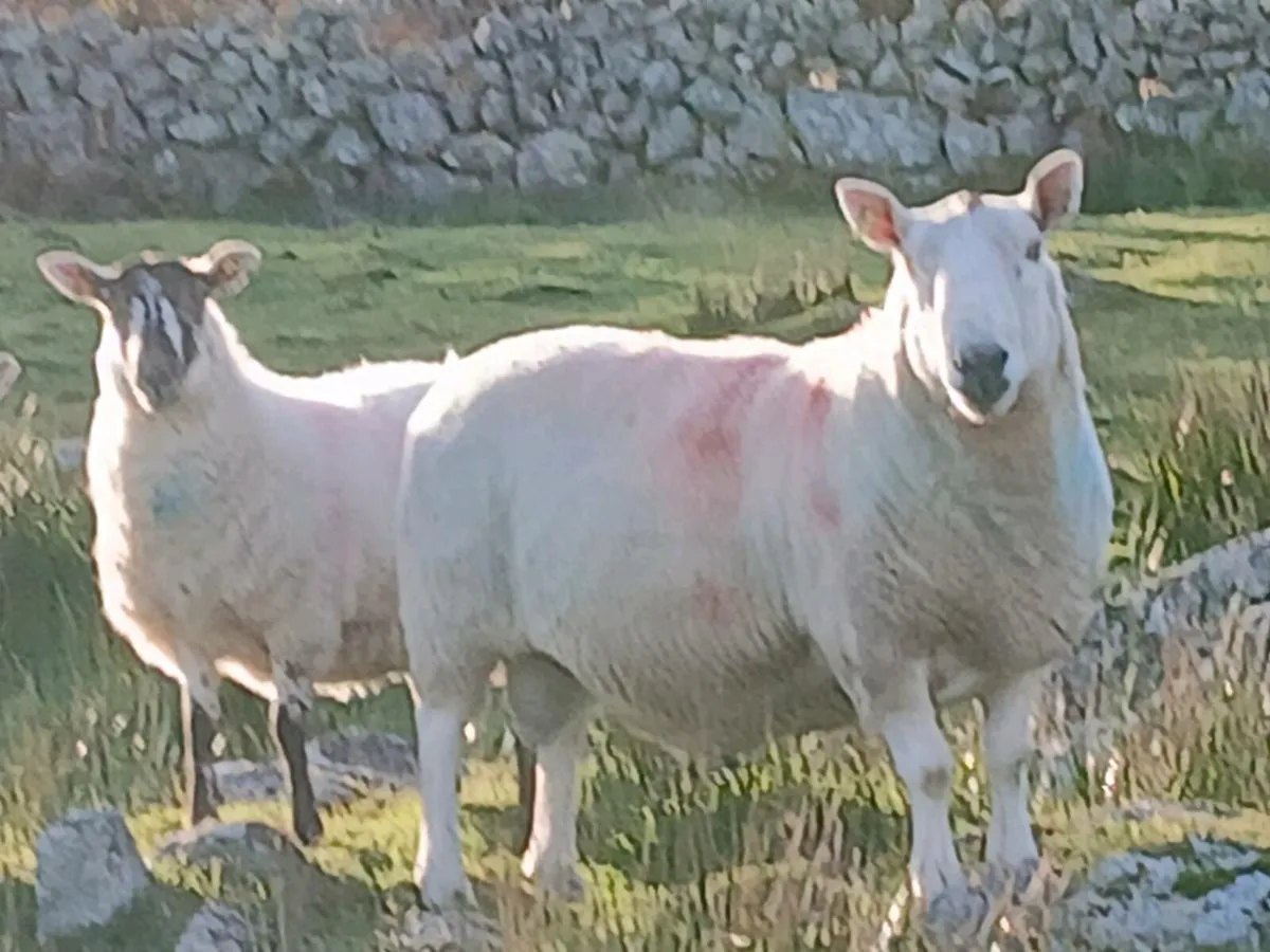 Ram - Image 3