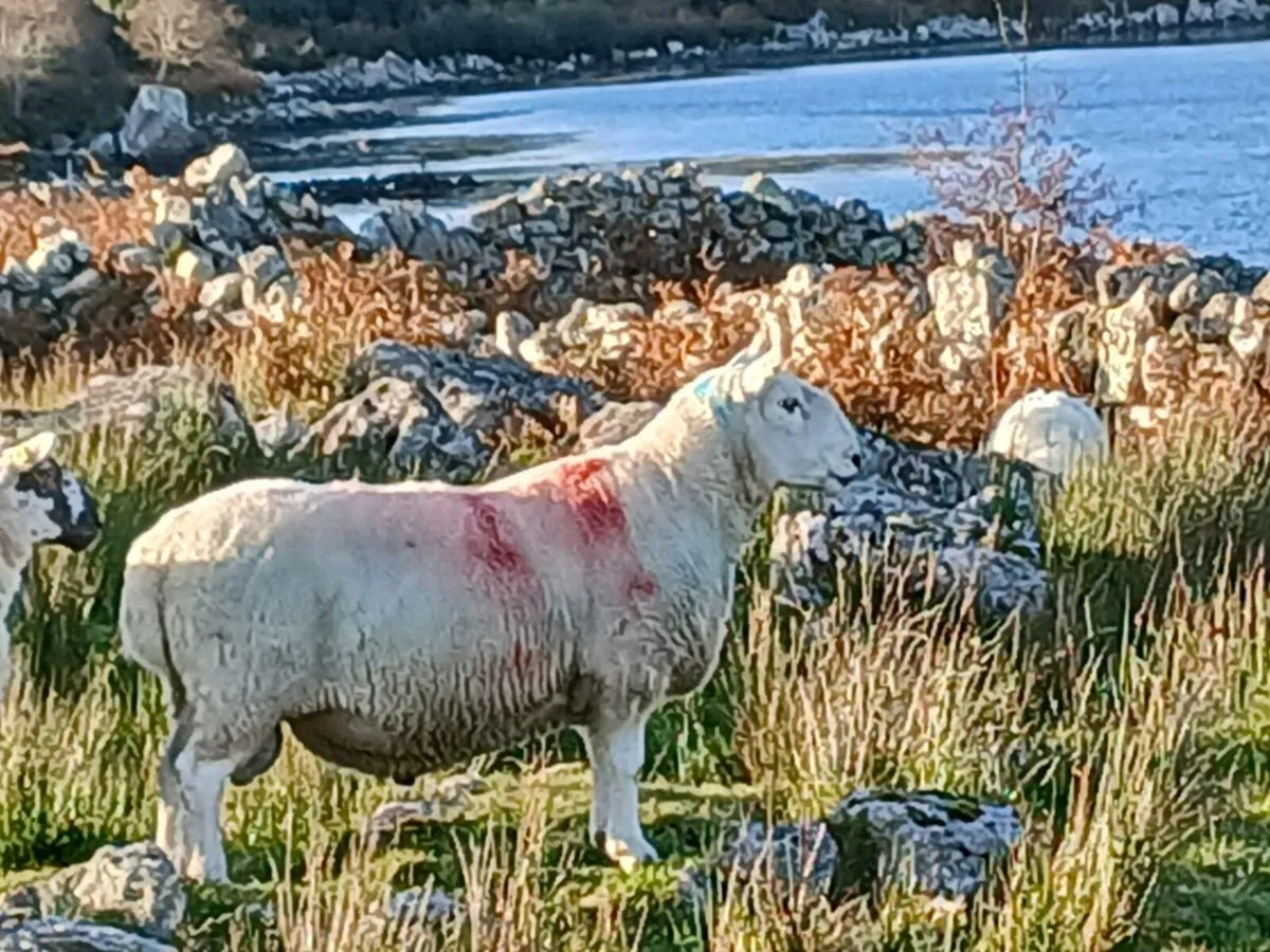 Ram - Image 4