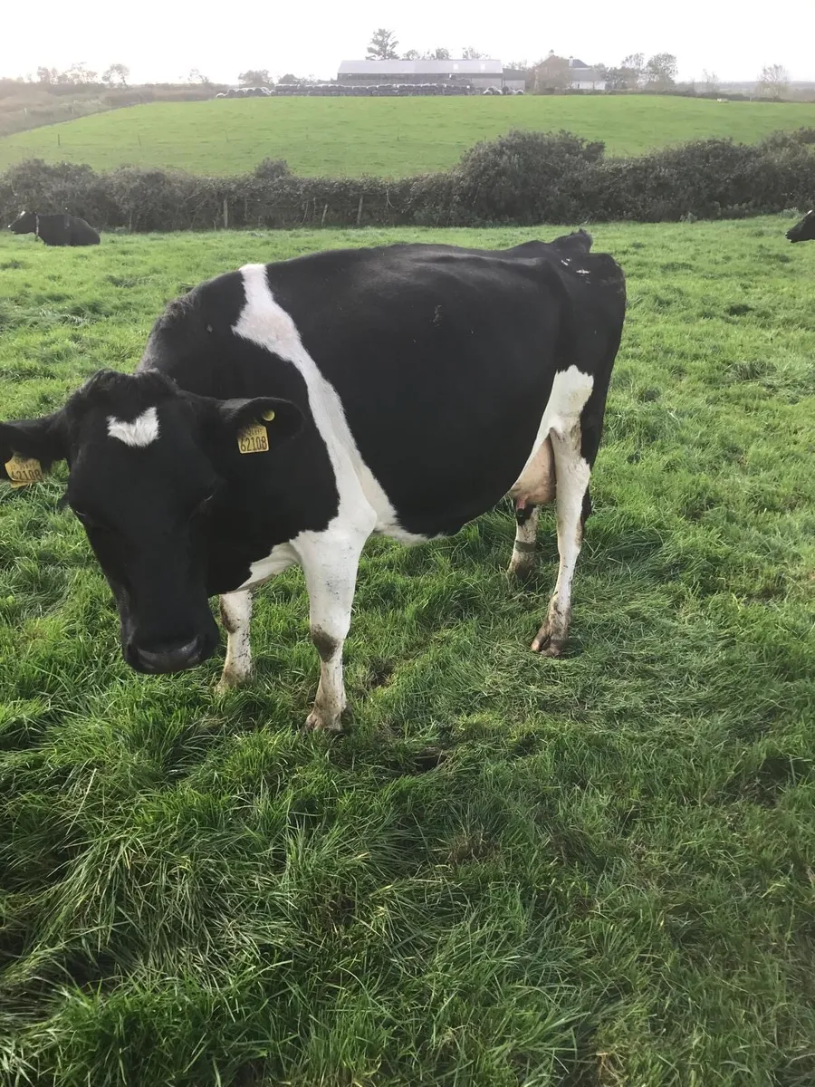 2 high scc cows calving next spring - Image 2