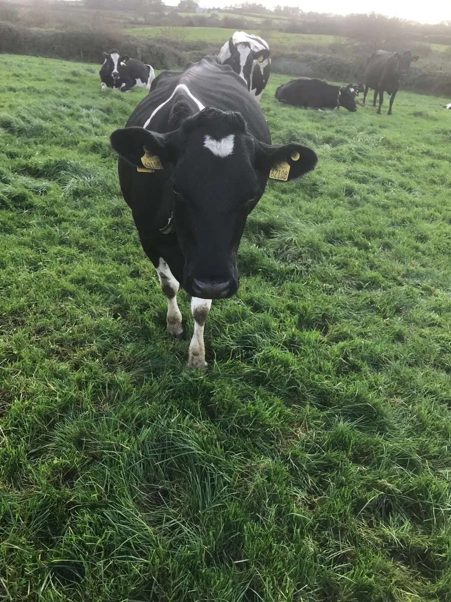 2 high scc cows calving next spring - Image 3