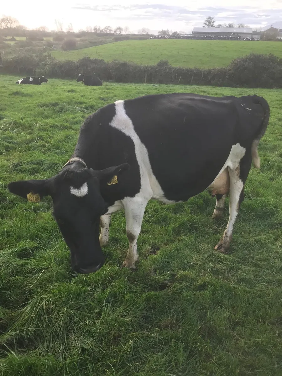 2 high scc cows calving next spring - Image 4