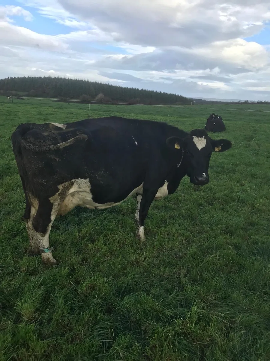2 high scc cows calving next spring - Image 1