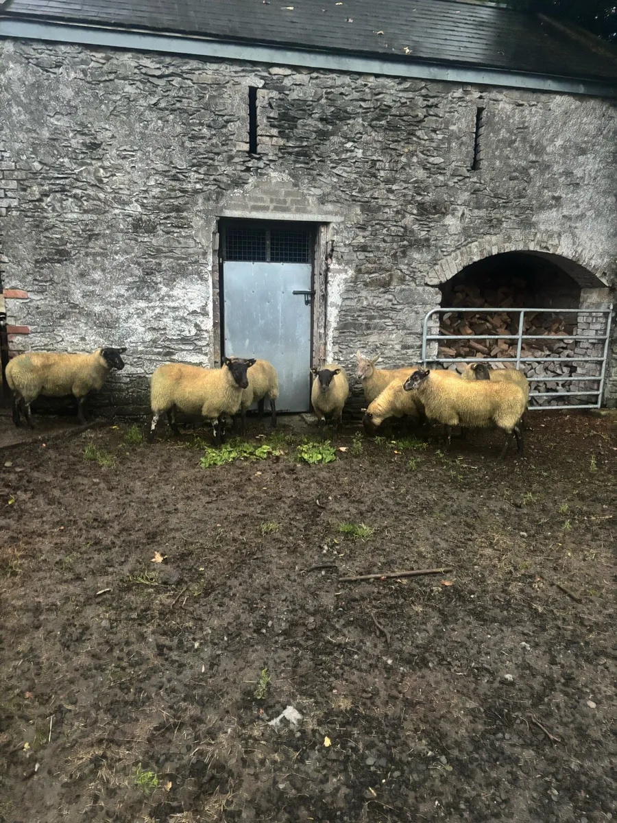 Suffolk Cross Hoggets - Image 2
