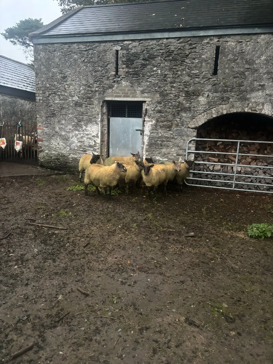 Suffolk Cross Hoggets - Image 3