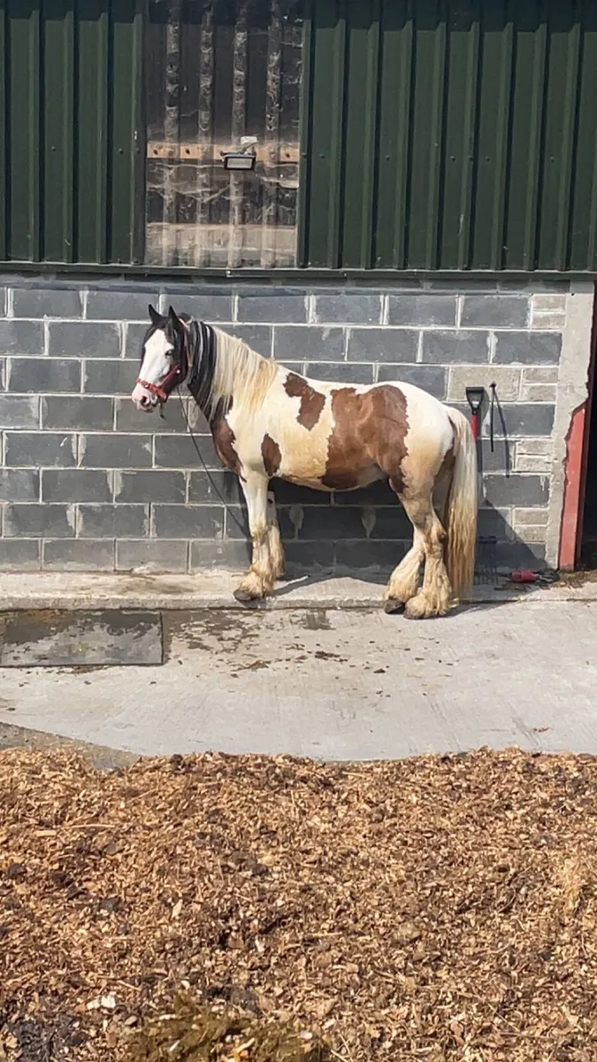 3yr old gelding - Image 1