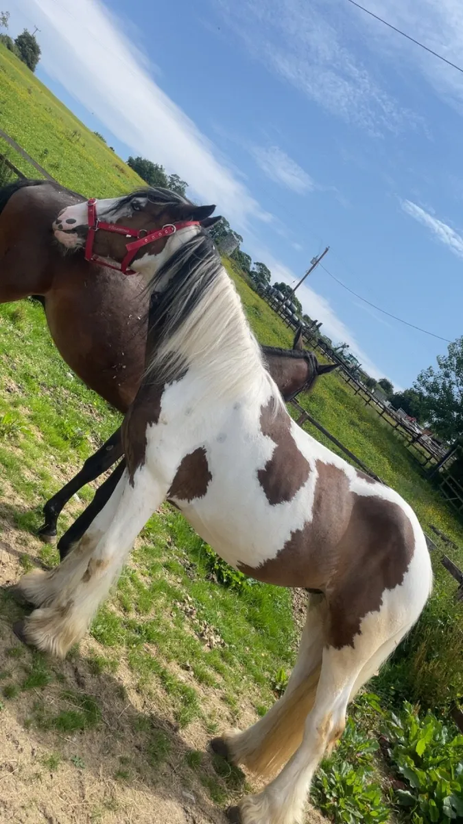3yr old gelding - Image 2