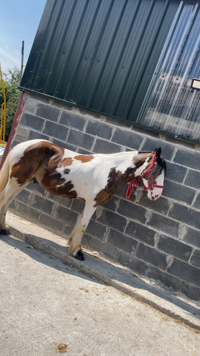3yr old gelding - Image 3