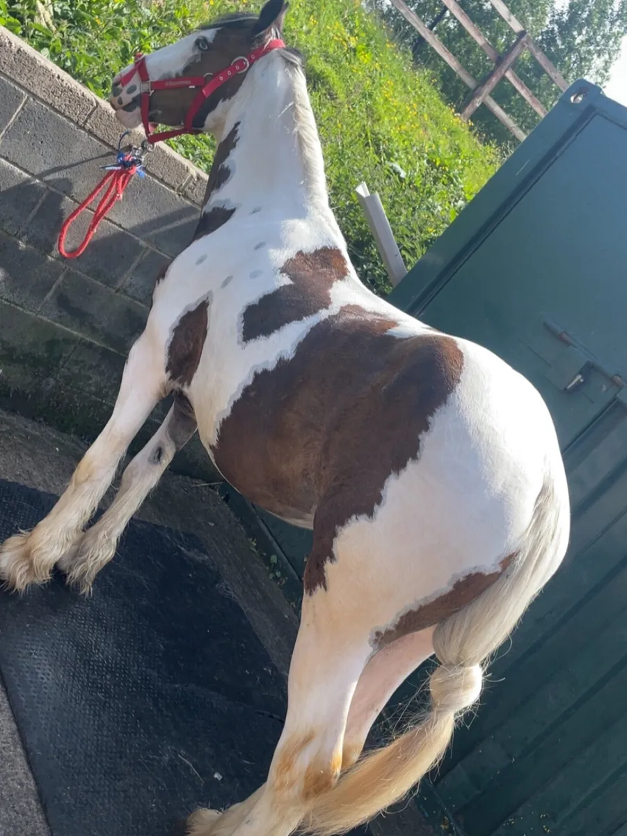 3yr old gelding - Image 4