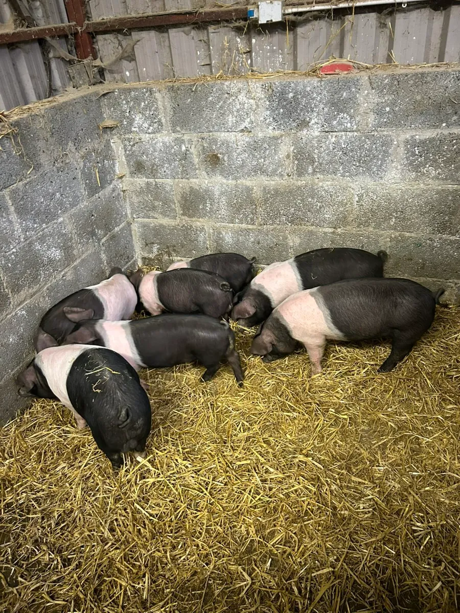 Saddleback Weiners - Image 1