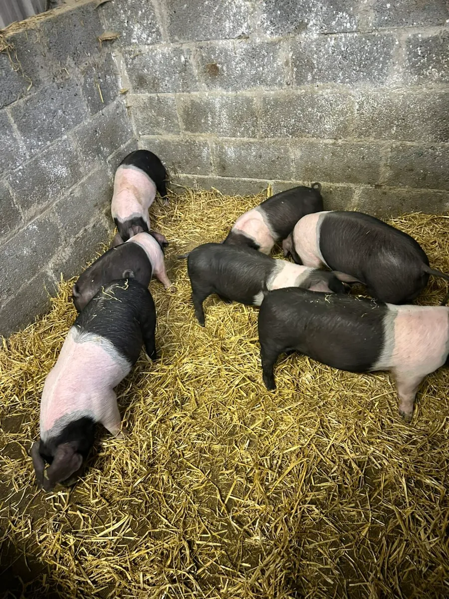 Saddleback Weiners - Image 2