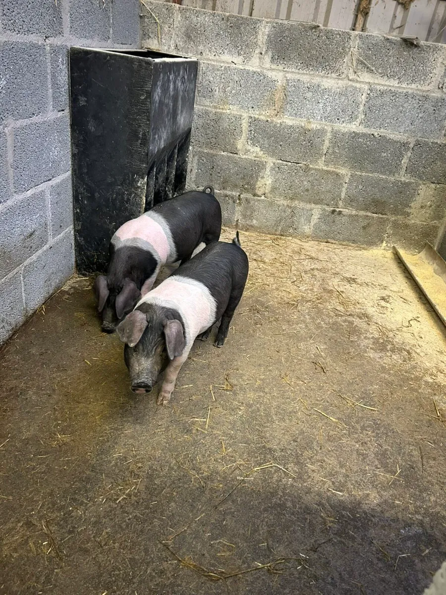 Saddleback Weiners - Image 3