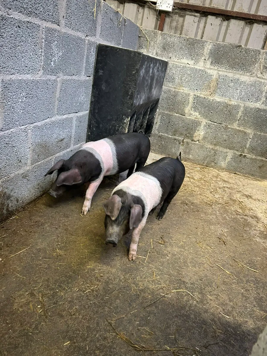 Saddleback Weiners - Image 4