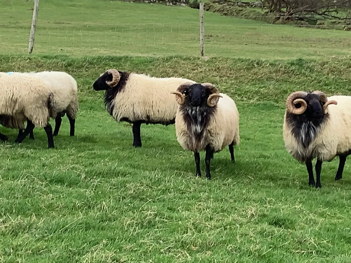 Hogget Rams for Sale - Image 1