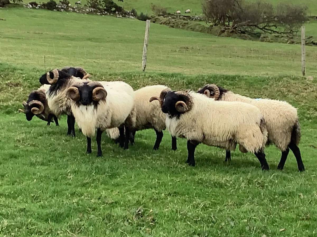 Hogget Rams for Sale - Image 2