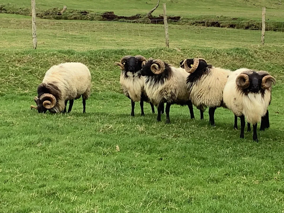Hogget Rams for Sale - Image 3