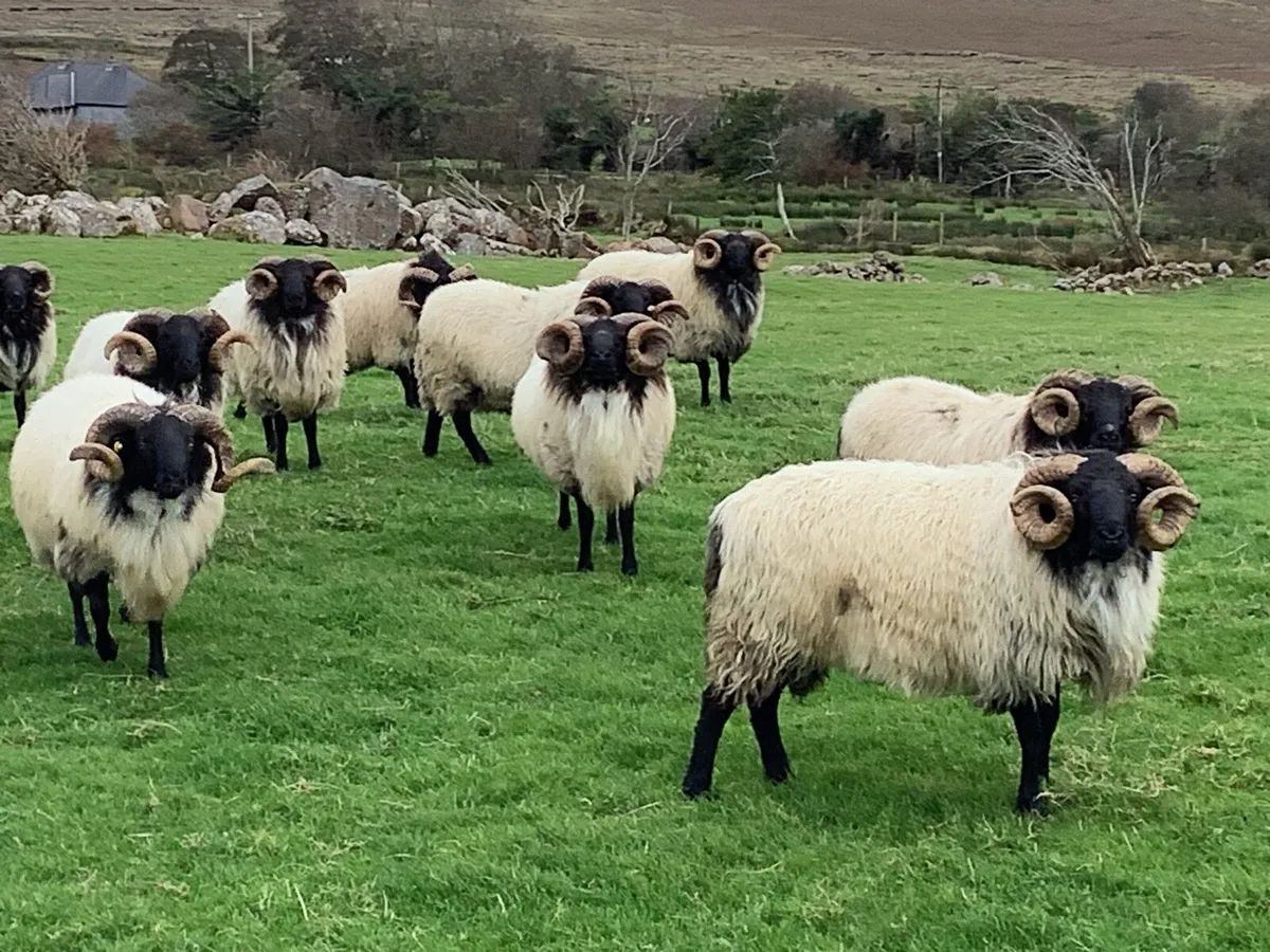 Hogget Rams for Sale - Image 4