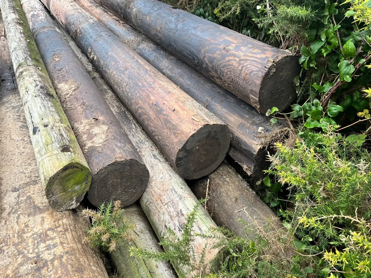ESB poles - Image 1