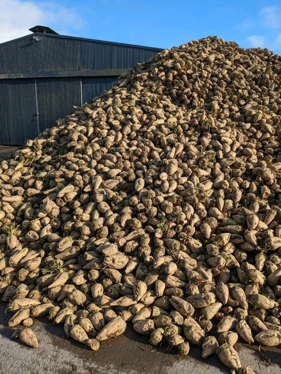 Beet