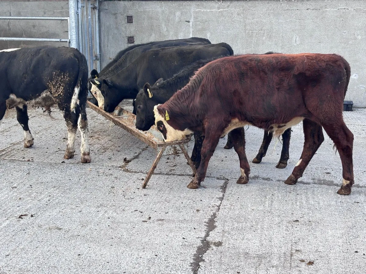 8 Hereford & Angus bull Weanlings for sale - Image 1