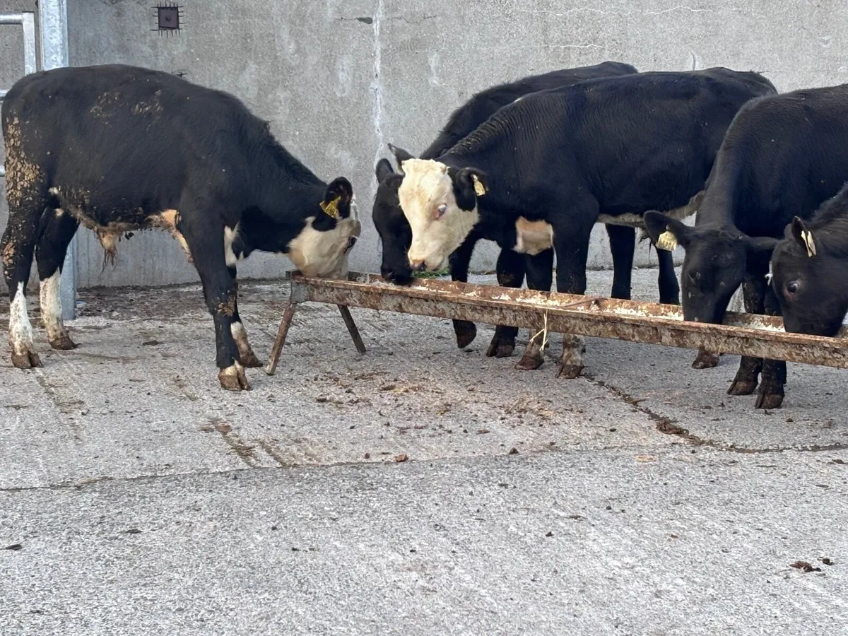 8 Hereford & Angus bull Weanlings for sale - Image 2