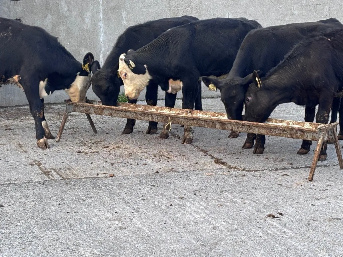 8 Hereford & Angus bull Weanlings for sale - Image 3