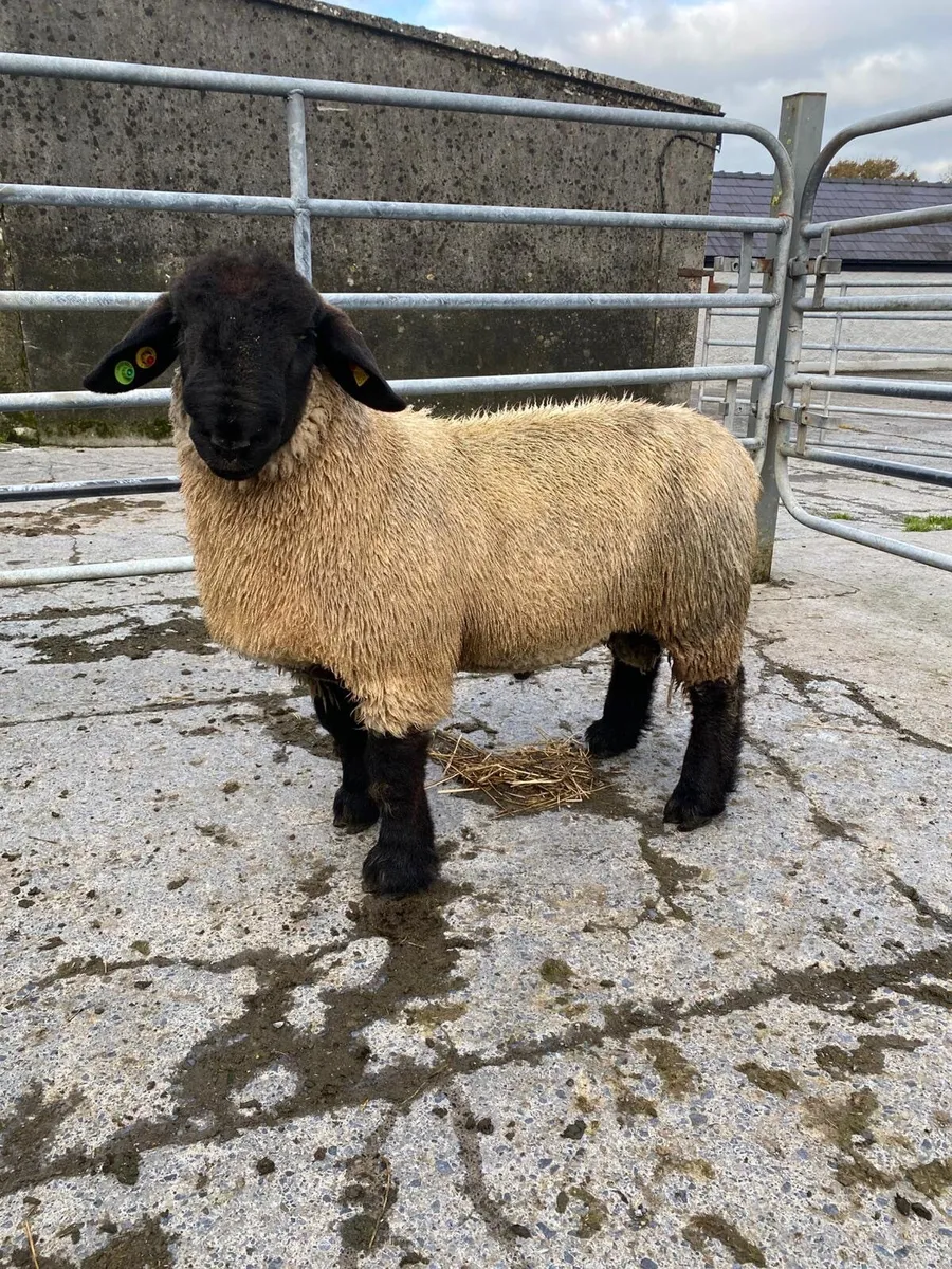 Pedigree Suffolk ram lamb for sale