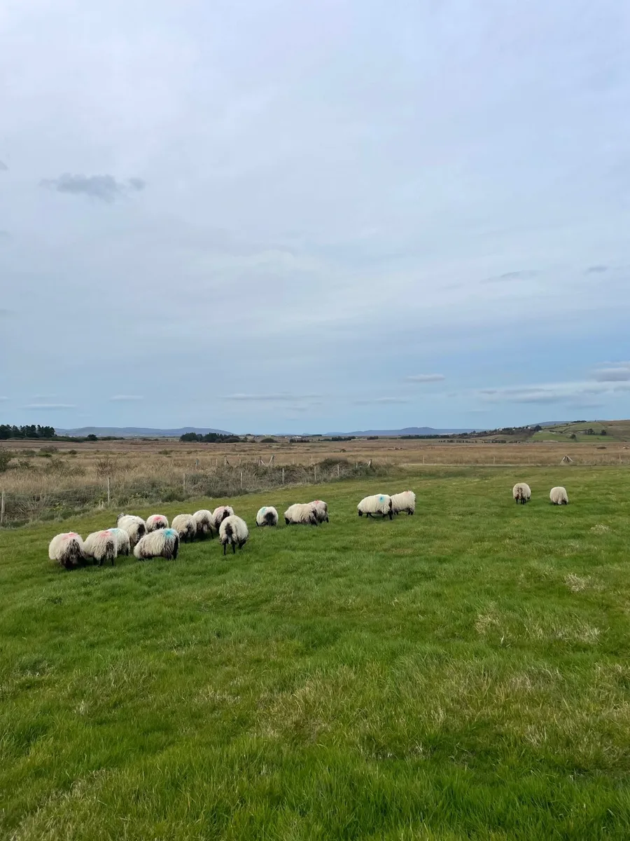 Blackface Ewe Lambs - Image 1