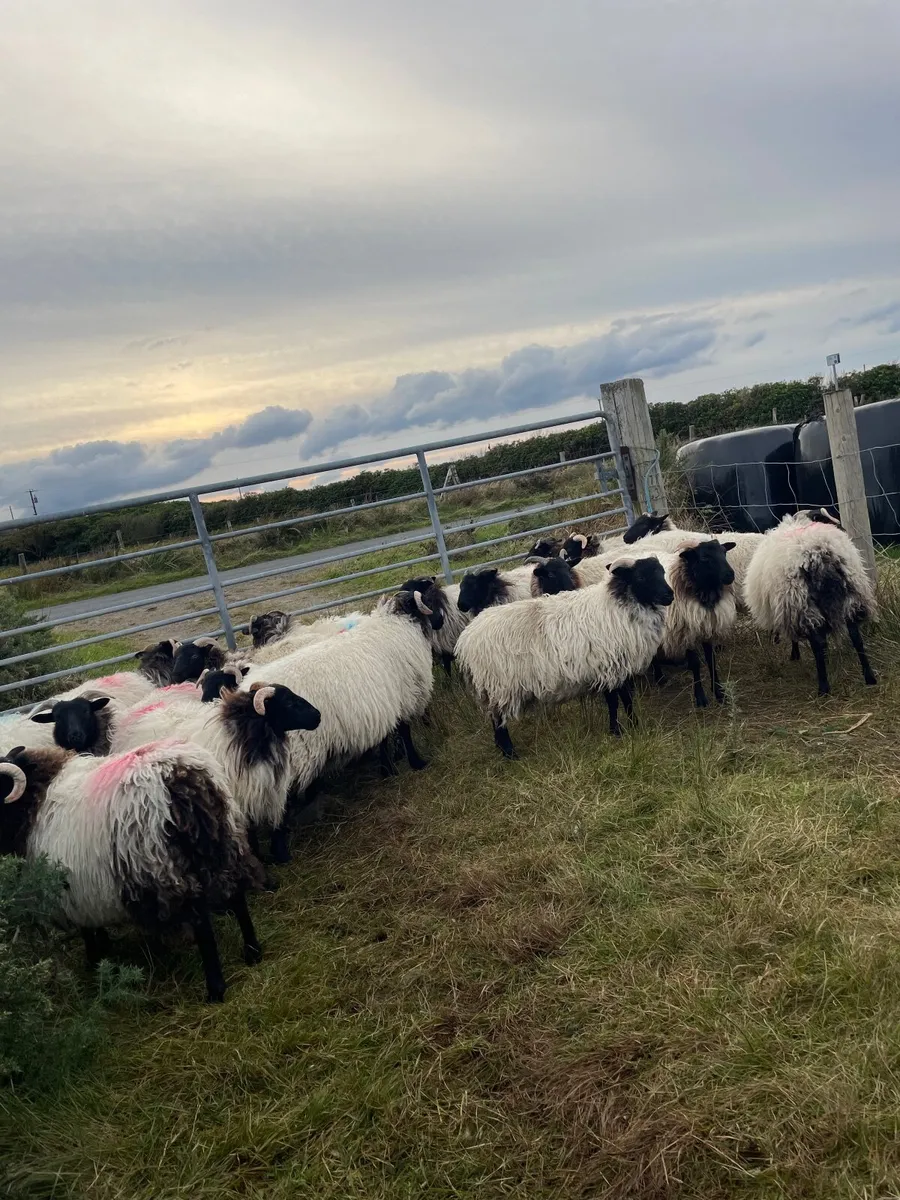 Blackface Ewe Lambs - Image 2
