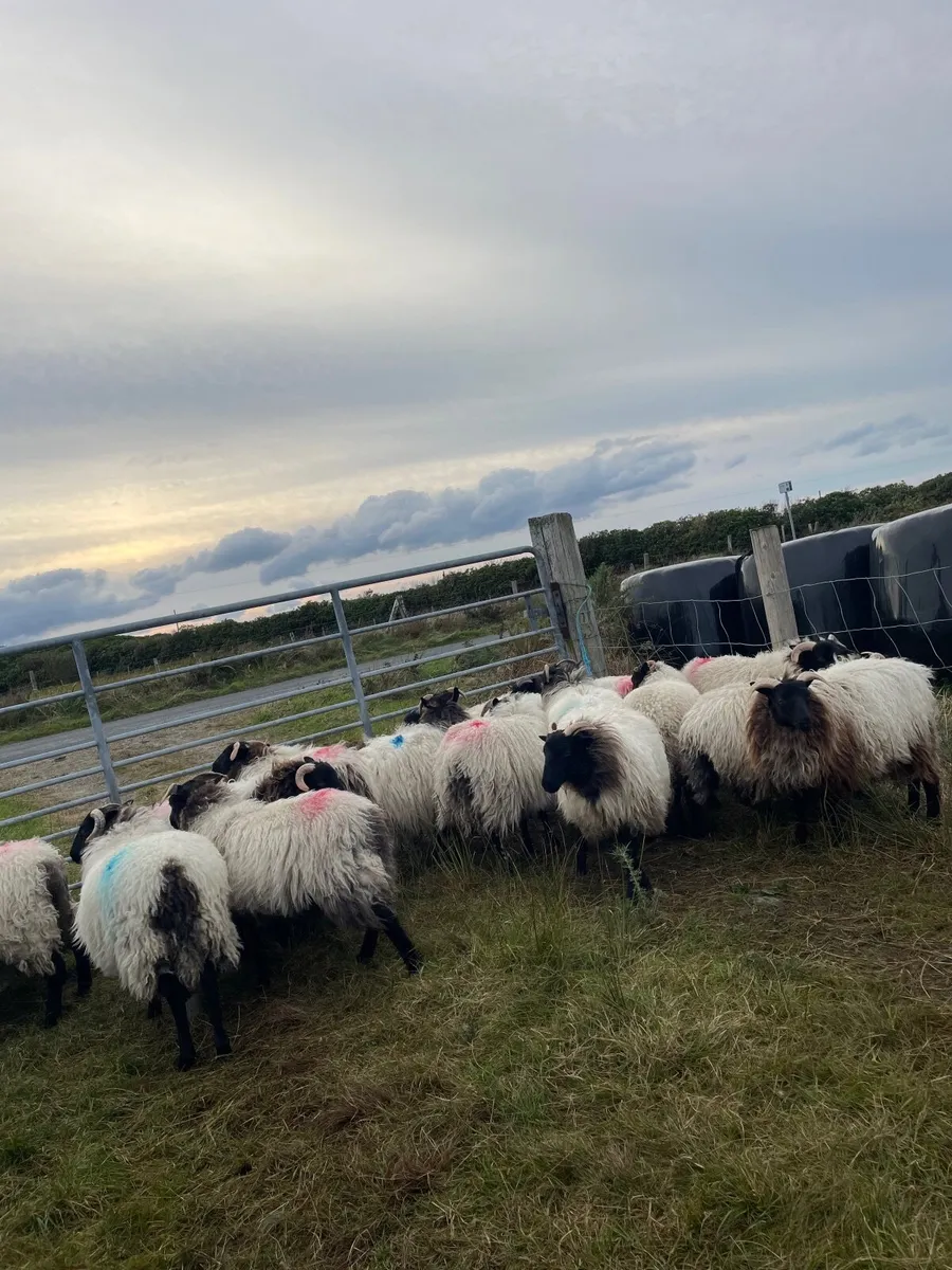 Blackface Ewe Lambs - Image 3