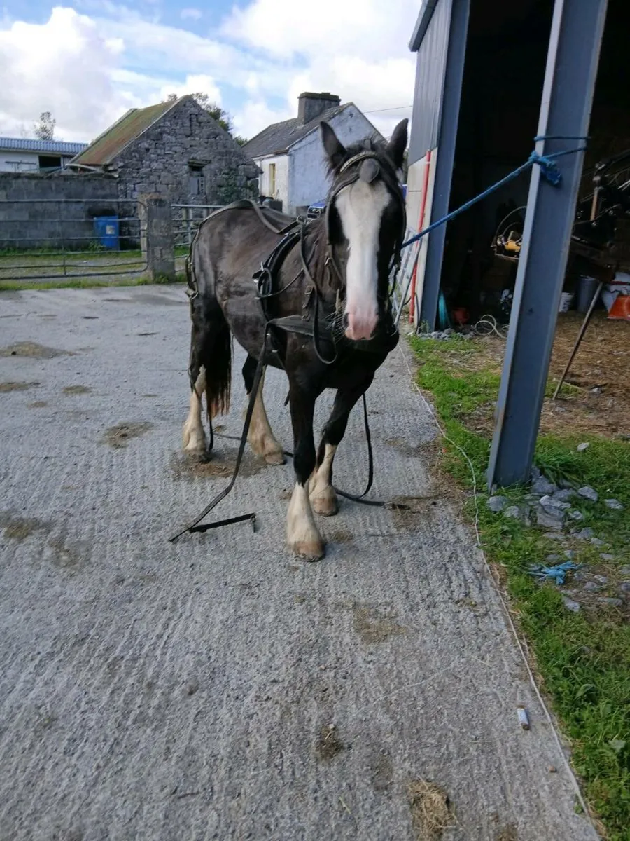 Mare - Image 3